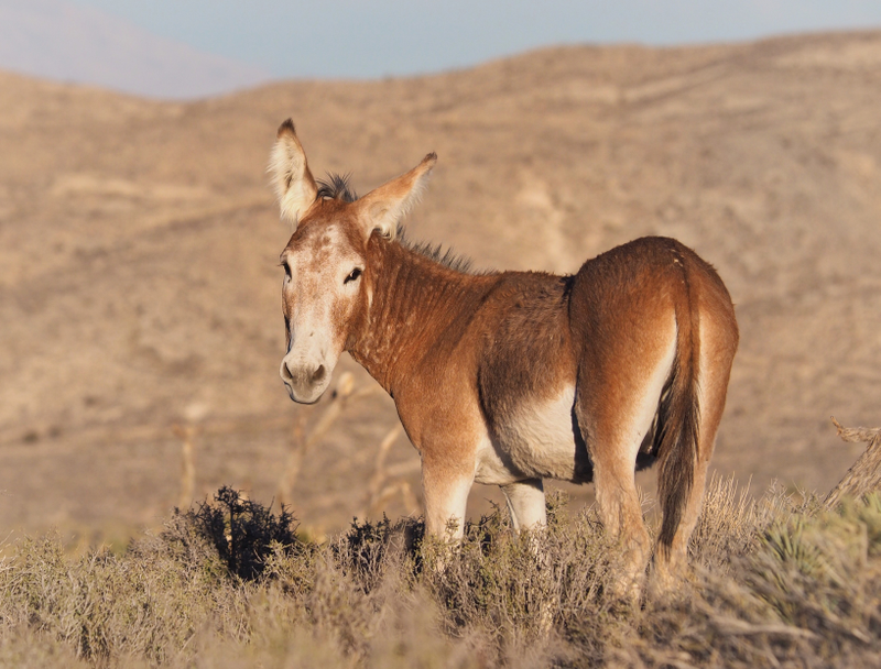 A wild burro near Las Vegas, Nevada.